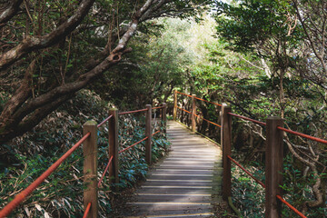 Hallasan National Park, Jeju island, South Korea, vibrant view of trail with a wooden ladder path stairs, trekking and climbing, stairway to Halla mountain summit, hiking in Korea, Jeju-do, sunny day