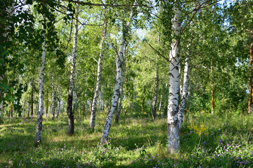 Obraz premium Birch Forest in Sunlight close up
