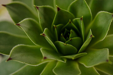 Close-up of a succulent plant. From this perspective, we can appreciate in detail the hypnotic...