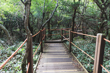 Hallasan National Park, Jeju island, South Korea, vibrant view of trail with a wooden ladder path stairs, trekking and climbing, stairway to Halla mountain summit, hiking in Korea, Jeju-do, sunny day