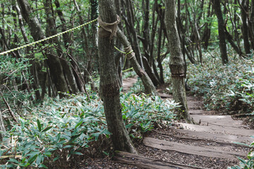 Hallasan National Park, Jeju island, South Korea, vibrant view of trail with a wooden ladder path stairs, trekking and climbing, stairway to Halla mountain summit, hiking in Korea, Jeju-do, sunny day