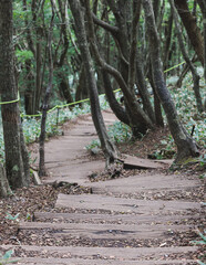 Hallasan National Park, Jeju island, South Korea, vibrant view of trail with a wooden ladder path stairs, trekking and climbing, stairway to Halla mountain summit, hiking in Korea, Jeju-do, sunny day
