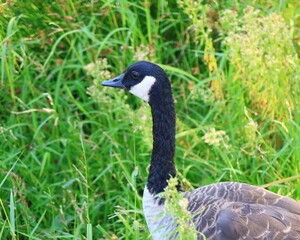 Canada goose（カナダ雁）
