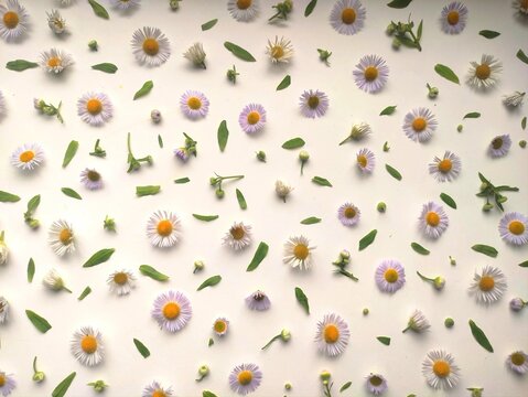 Floral pattern of fresh daisy flowers on a white background. Beautiful fresh composition. Spring, creativity, art