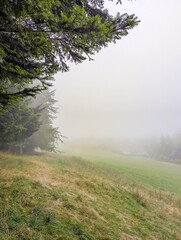 Fototapeta premium Mysterious foggy morning meadow with lone evergreen tree emerging from dense mist in Tatra Mountains near Zakopane, Poland. High quality photograph
