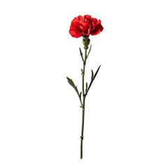 Carnation isolate on transparent background
