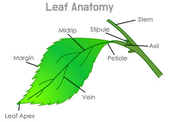 Leaf anatomy, diagram. Three main parts petiole, leaf base, blade or lamina.  Plant, tree leaves. Stipule, midrib, axil, margin. Vector illustration
