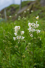 White Jacob's Ladder (Polemonium caeruleum)