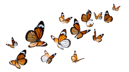 Beautiful fluttering monarch butterflies gracefully soaring isolated on transparent background PNG