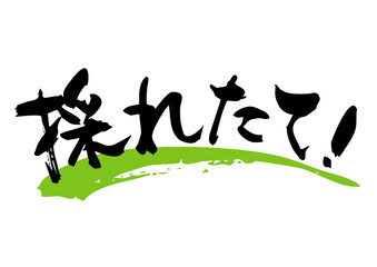 採れたて　筆文字ヨコ1