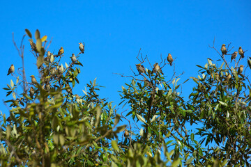 Bakkhali River Estuary and so many birds gathering in a Mangrove Forest in the Golden Hour, Cox's Bazar, Bangladesh