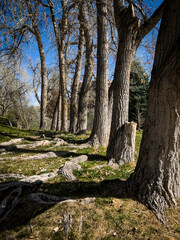 Diminishing perspective of trees in a row