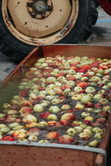 Autumn Fruits in a basket 