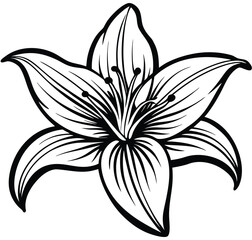 Elegant black and white lily flower illustration with intricate petal details, showcasing graceful botanical art suitable for various decorative and design projects