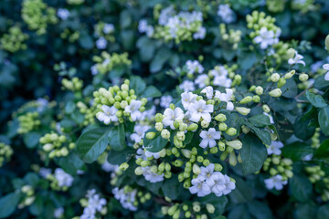 A bouquet of orange jasmine flowers with half in bloom and half in buds, freshly picked from the orange jasmine tree.