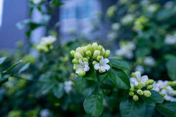 A macro  bouquet of orange jasmine buds with only two flowers in bloom, freshly picked from the orange jasm