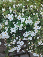 Flowers in autumn. Bacopa