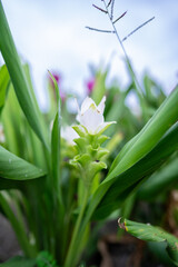 Obraz premium Vertical close-up image of a single white ginger flower zoomed in on a field.