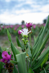 Vertical image of a single white ginger flower amidst a pink field of ginger flowers.