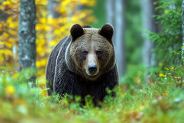 Fototapeta premium Brown Bear Strolling Through Lush Autumn Forest with Colorful Foliage