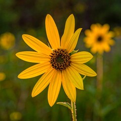 Yellow wildflowers in focus, bathed in sunlight, with one distant bloom