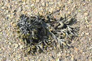 Seetang  am Wattboden