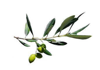 olive olives branch isolated background