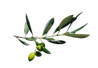 olive olives branch isolated background