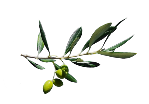 olive olives branch isolated background