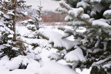 Snow-covered fir trees in a winter landscape