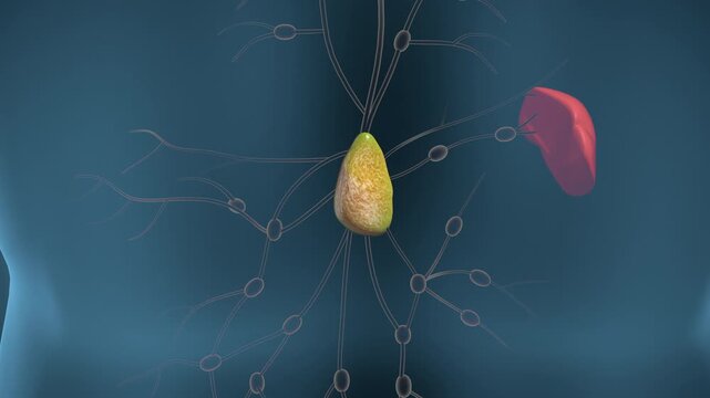 Inflammation of the popliteal lymph node