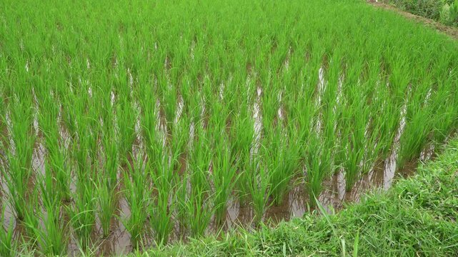 Lush green rice paddy field with young stalks gently swaying in light breeze.