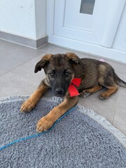 ein kleiner, neugieriger welpe mit einer leuchtend roten schleife liegt entspannt auf seiner weichen, grauen decke und blickt mit gro&szlig;en, treuen augen in die welt &ndash; bereit, sie zum ersten mal zu entde