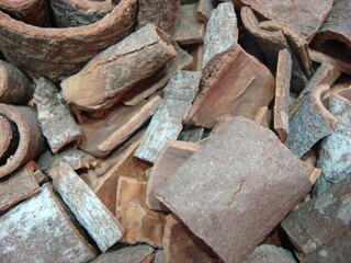 Cinnamomum cassia, Gye-pi-namu, aromatic evergreen tree used for spice and herbal medicine