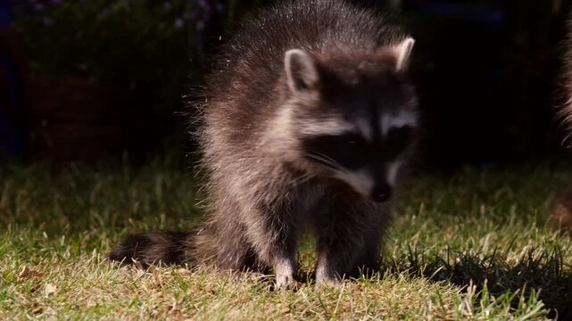 young racoon searching for food in garden at night 13-252