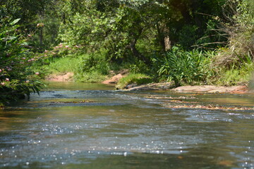 Stream with flowers and tropical greenery