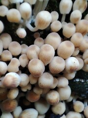 mushrooms on a tree. Coprinellus disseminatus