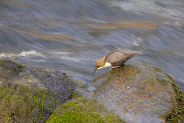 Wasseramsel auf einem Stein im Fluss