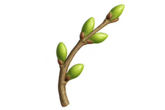 Green tree buds sprouting on branch in spring