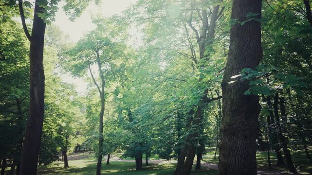 Woman running on park path in sunny morning