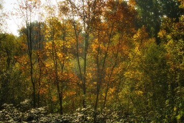 autumn in the forest