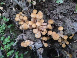 mushrooms in the roots of the stump. Armillaria mellea