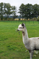 Obraz premium Gray alpaca eating leaves on pasture. Great for eco food design, countryside blog, farm poster or card.