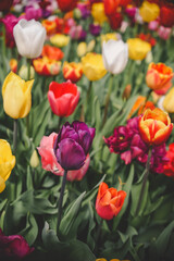 Beautiful pink tulips in full bloom during springtime.