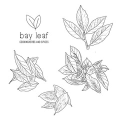 Hand-drawn bay leaf with a line art engraved style.