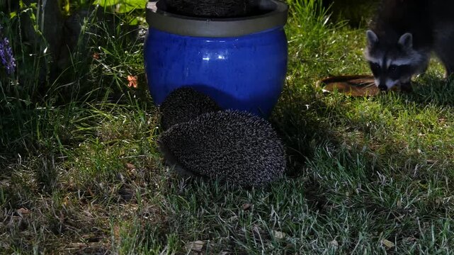 racoon meets hedgehogs in garden at night  18-230