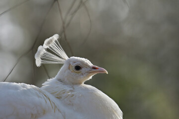 weißer Pfau - Pavo cristatus mut. alba