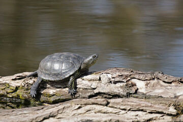 Sumpfschildkröte auf einem Baumstamm am Wasser