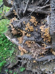 mushrooms in the roots of the stump. Armillaria mellea