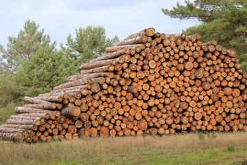 Holzpolter mit Industrieholz am Waldrand